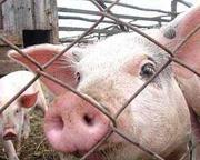 продажа свиней донецк,  свинина живым весом,  продам свиней