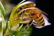 Видеопасека 1-2 мир пчеловода 