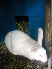 Продам кроликов породы HYPLUS