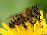 Пчелопакеты,  пчелосемьи и перга