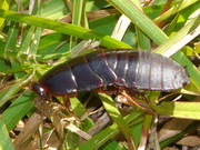 Продам Суринамские тараканы  (Pycnoscelus surinamensis) 	