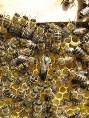 Пчёлы.Пчелопакеты.Пчелиные плодные матки.Карпатка.