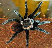 Продам пауки Брахипельма ваганс ( Brachypelma vagans )