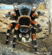 Продам пауки птицееды брахипельма смити ( Brachypelma smithi  )