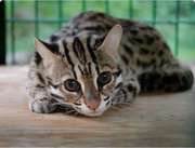 Продам азиатского леопардовогою кота