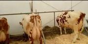 Корови молочної породи,  плем'я чистокровних Айширів